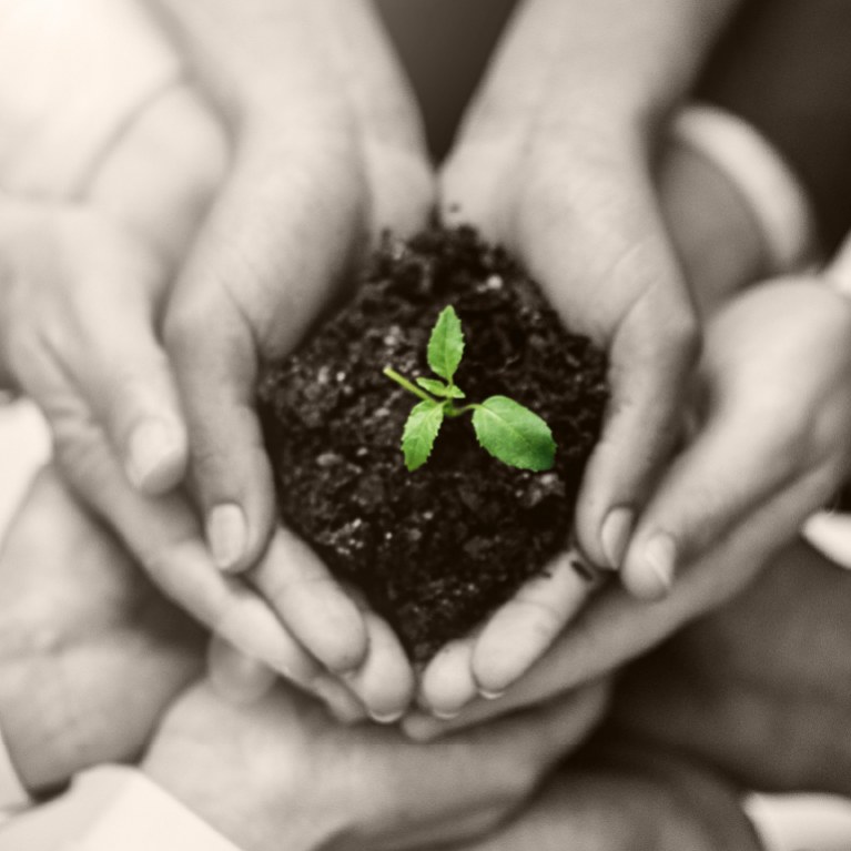 dirt with green shoot pushing through held by many hands