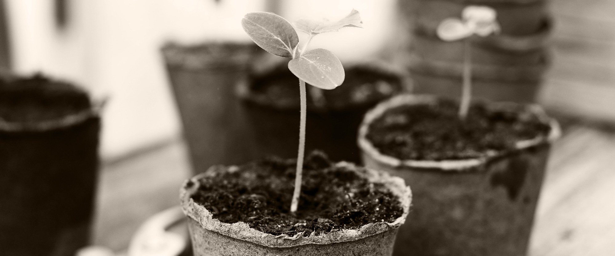 plant sprout growing out of a pot