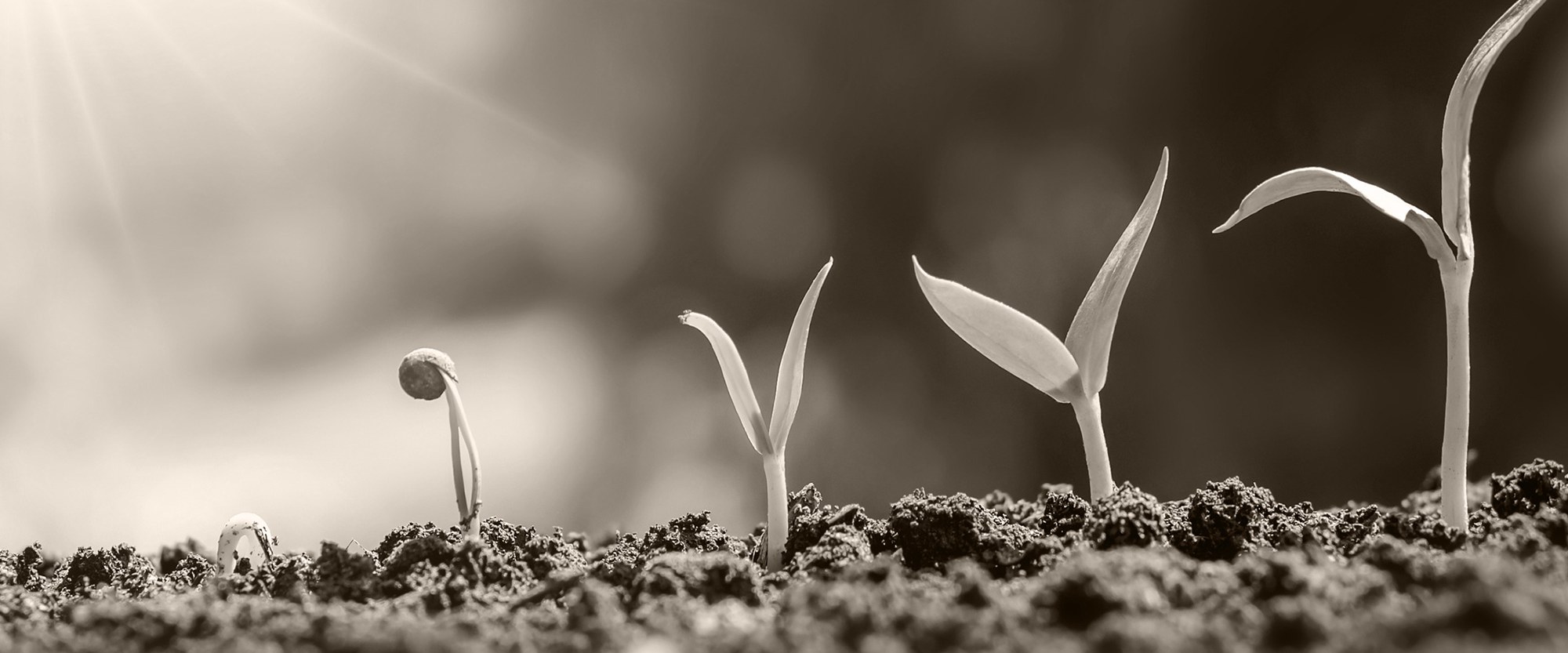 plant sprouting out of dirt growing