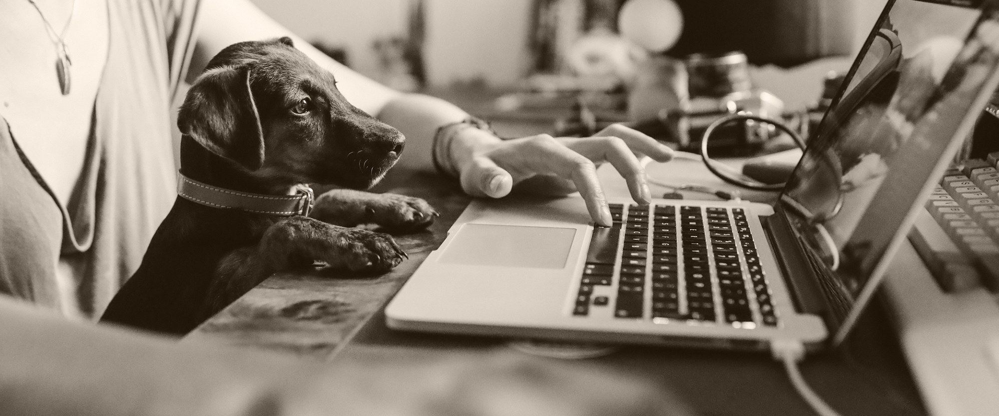 woman with dog on her lap looking at laptop