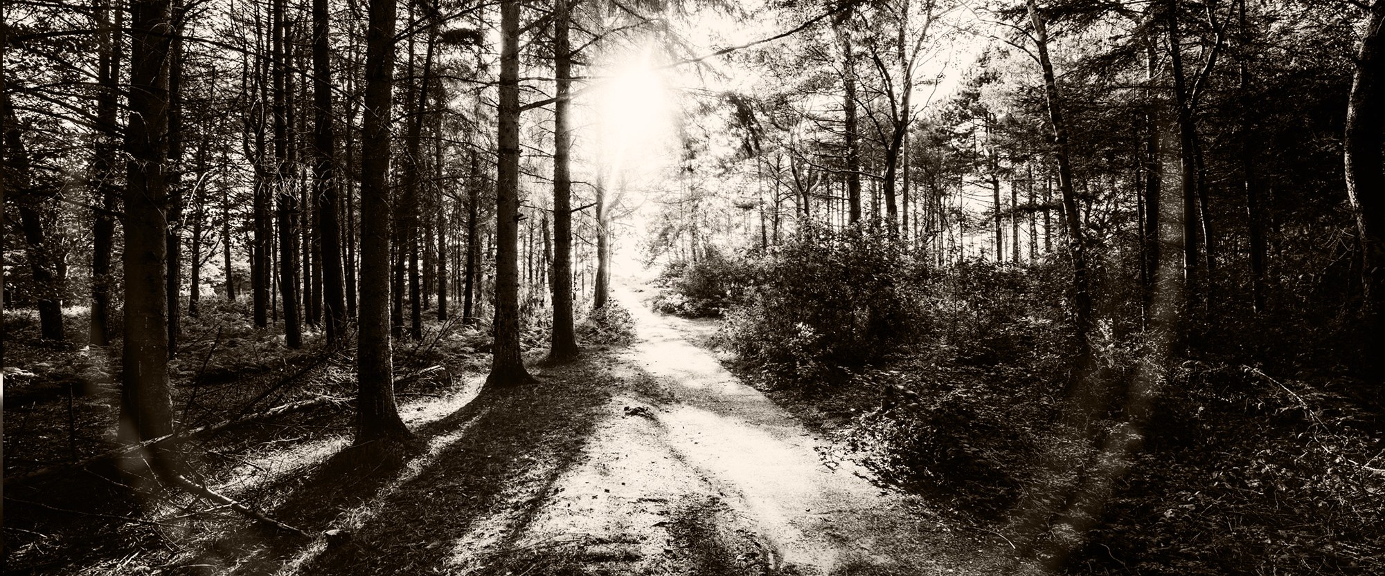 open path through a forrest of trees that leads to a bright clearing in distance