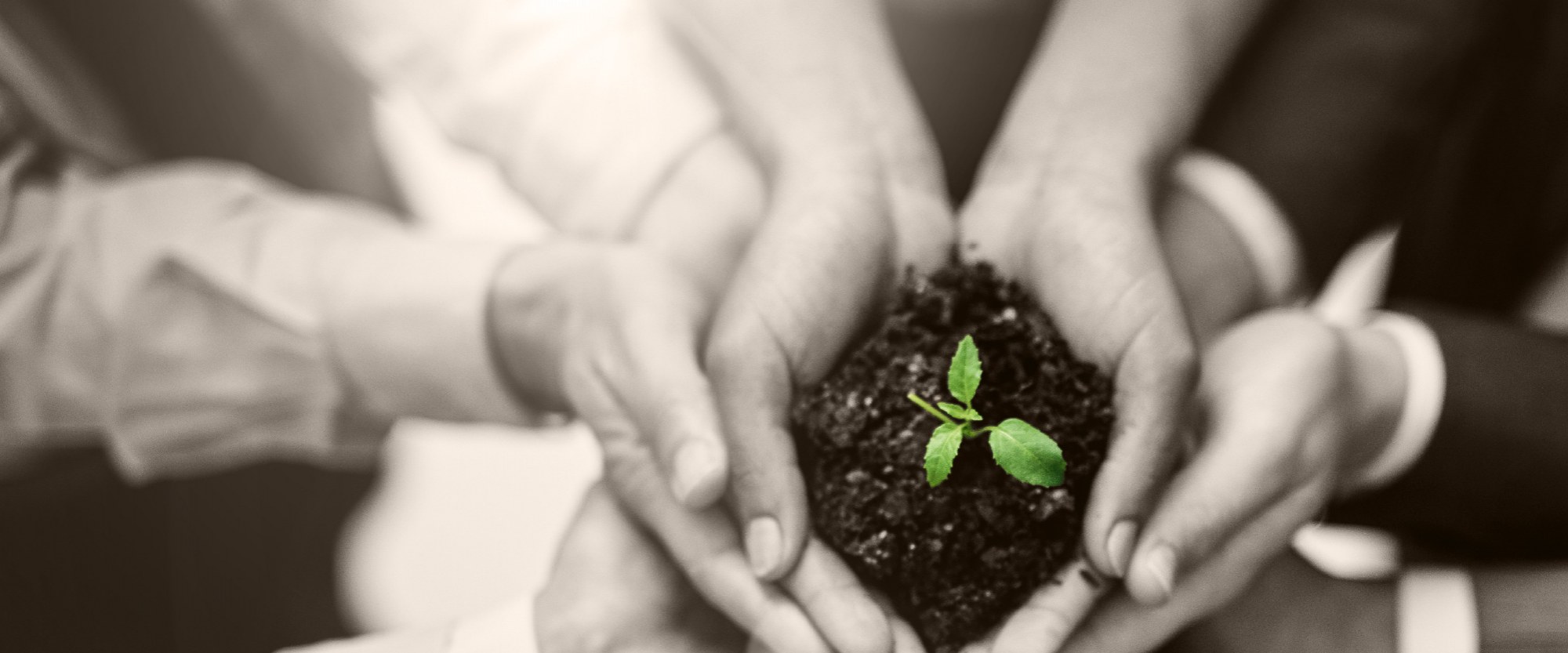 several hands working together holding soil and an growing plant