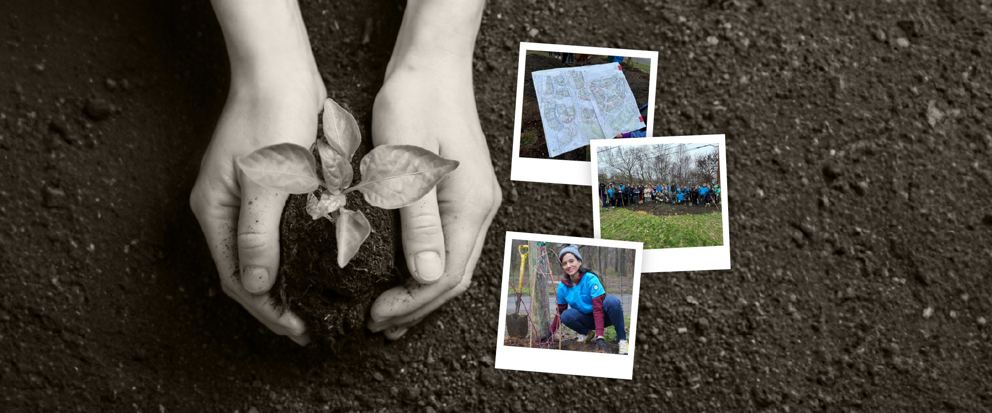 hands planting a plant shoot in dirt and polaroids of employees planting fruit trees