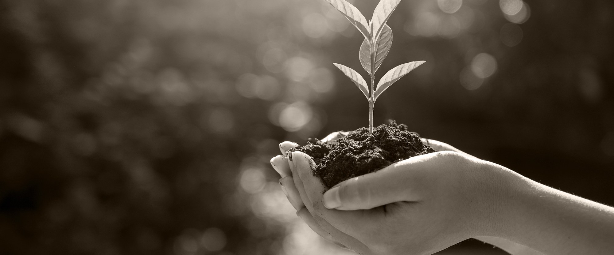 plant growing in a woman's hand