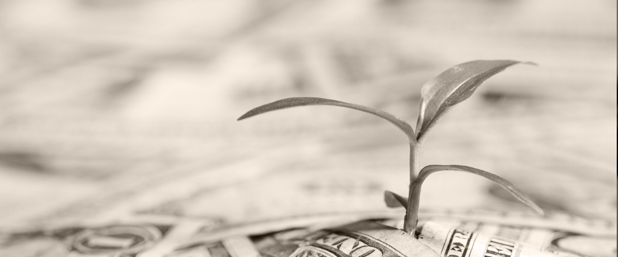 plant growing out of money